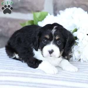 Canon, Cavapoo Puppy